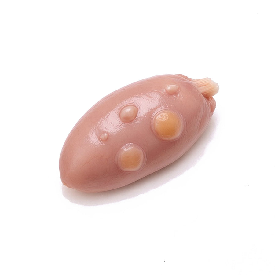 Rabbit Ovary, Mature
