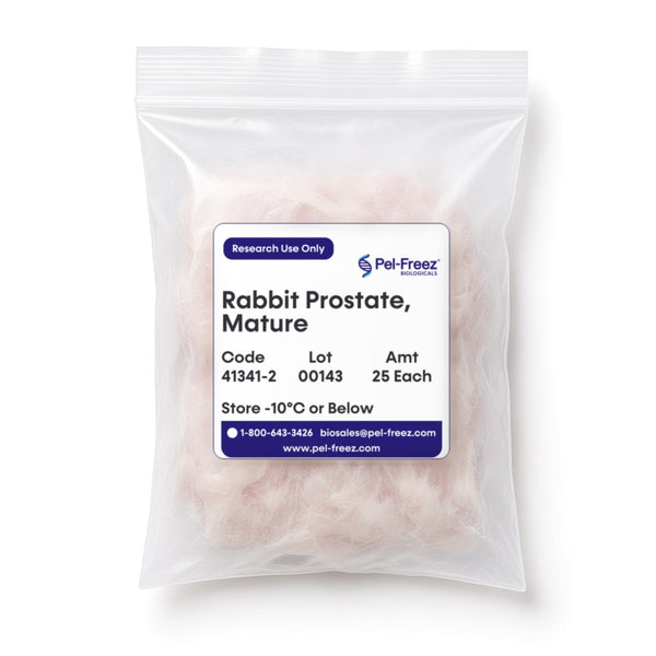 Rabbit Prostate, Mature