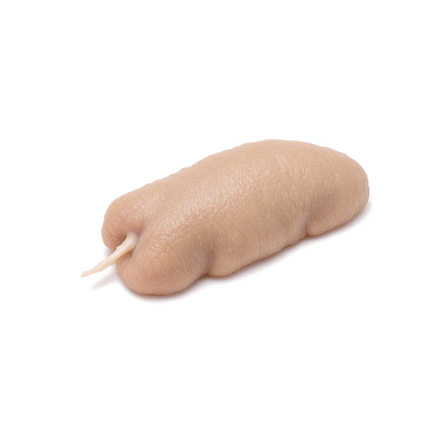 Rabbit Salivary Submaxillary, Mature