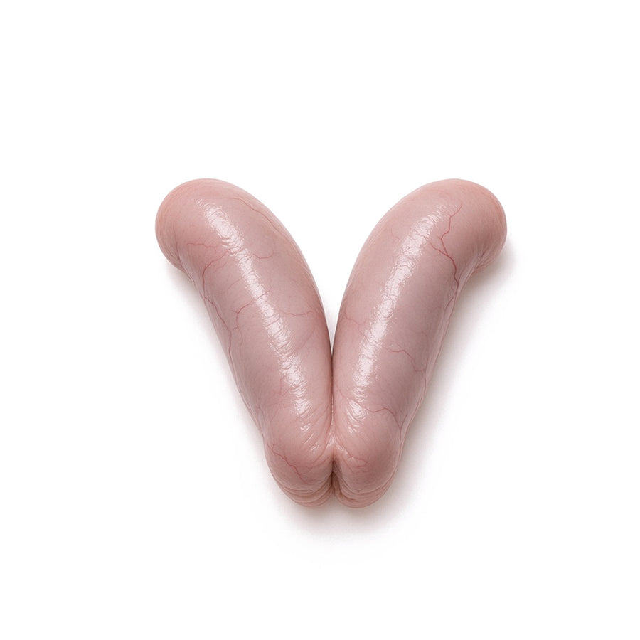 Rabbit Uterus, Young