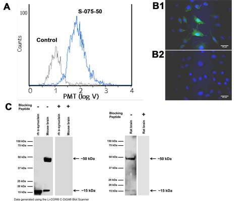 Sheep Anti-Alpha-Synuclein