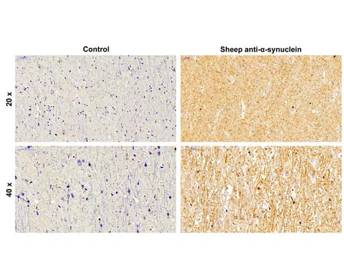 Sheep Anti-Alpha-Synuclein