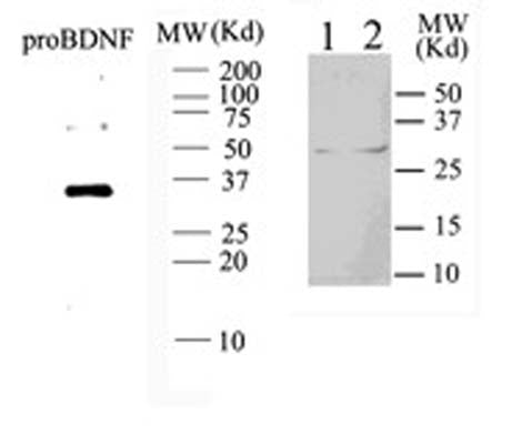 Sheep Anti-Pro-Brain-Derived Neurotrophic Factor (proBDNF)