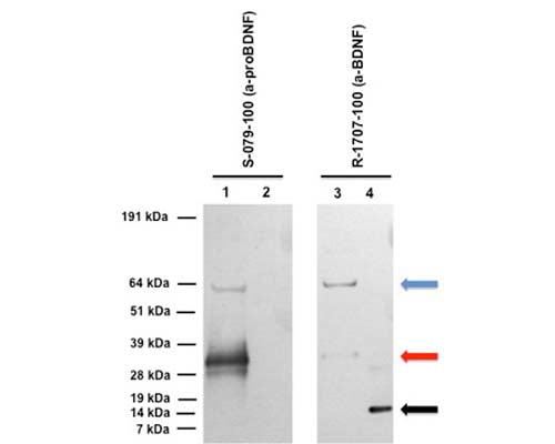 Sheep Anti-Pro-Brain-Derived Neurotrophic Factor (proBDNF)