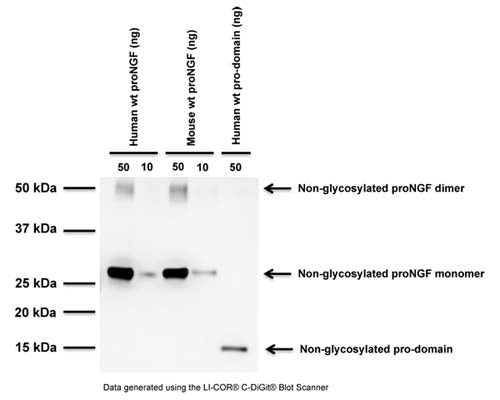 Sheep Anti-Pro-Nerve Growth Factor (proNGF)