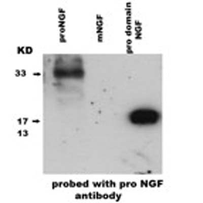 Sheep Anti-Pro-Nerve Growth Factor (proNGF)