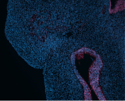 Transverse section of an E11.75 mouse embryonic face. SOX2 (1:100; red) staining seen in nasal epithelium and neuroepithelium. Nuclei stained with DAPI (blue). Image kindly provided by Viviana Hermosilla, University of California, San Francisco.