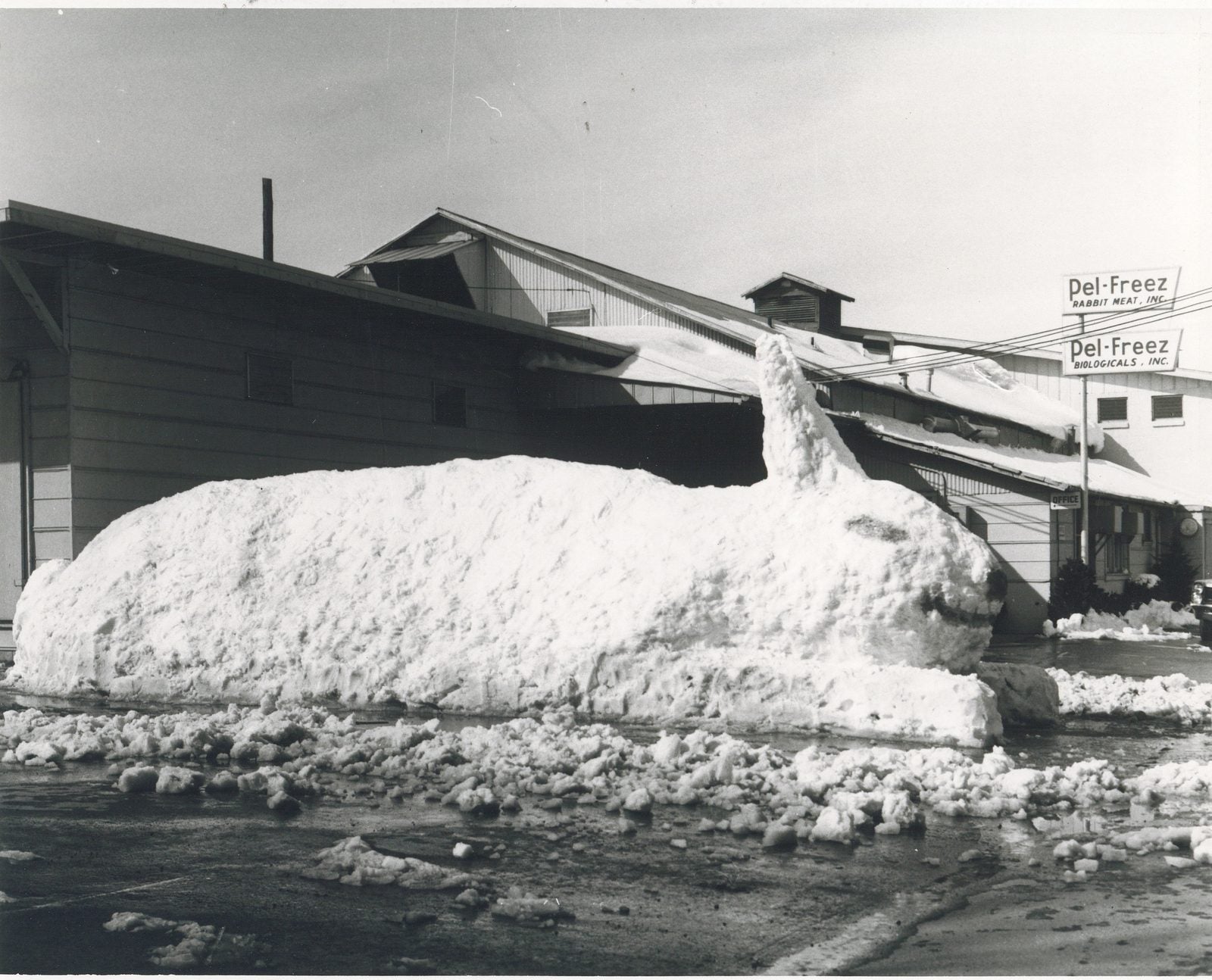 A giant snow rabbit outside the Rogers plant