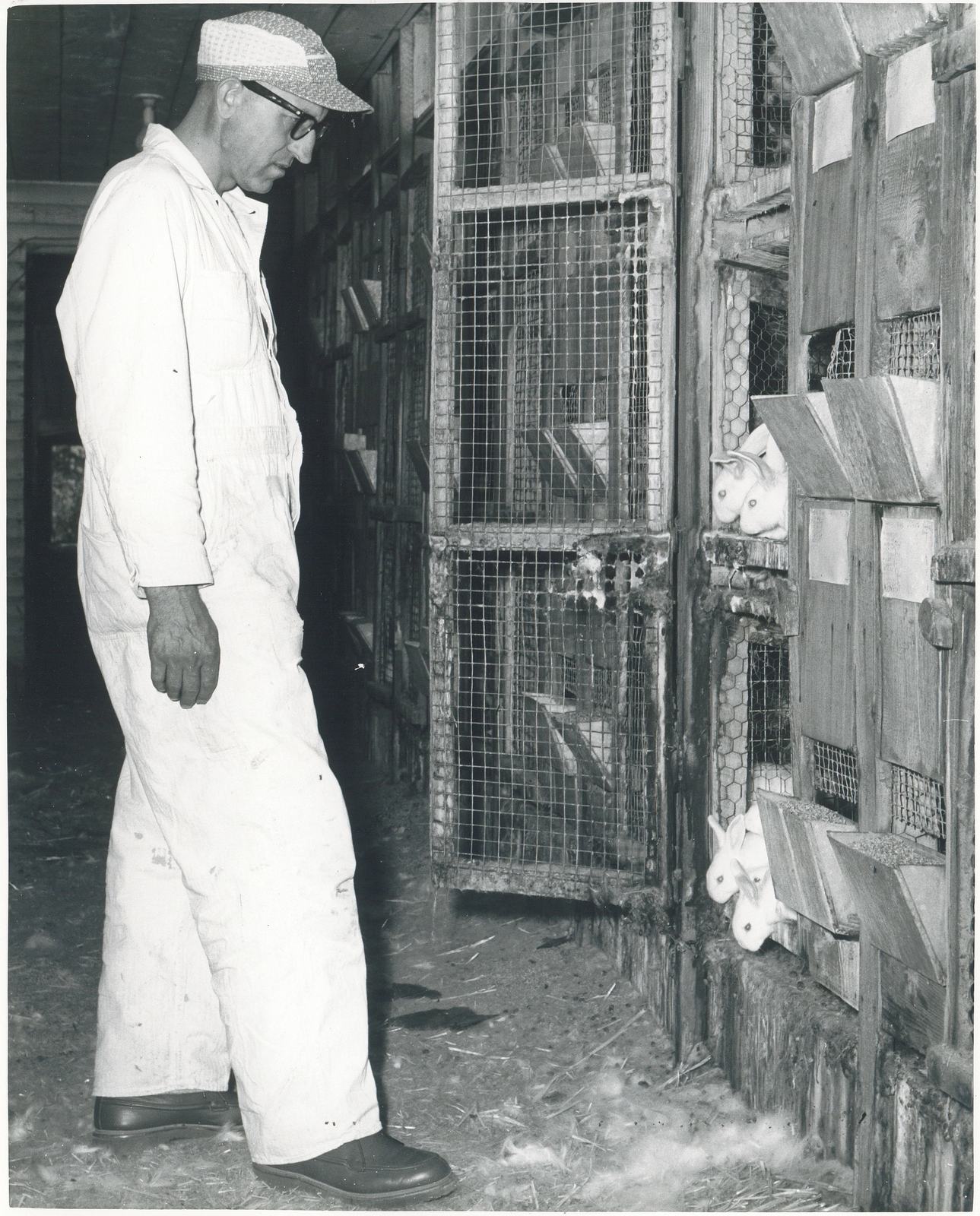 Rabbits peer from the wooden hutches of a Pel-Freez grower