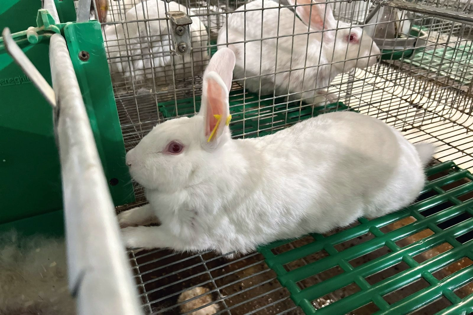 Healthy doe in a nest cage on a Pel-Freez grower farm
