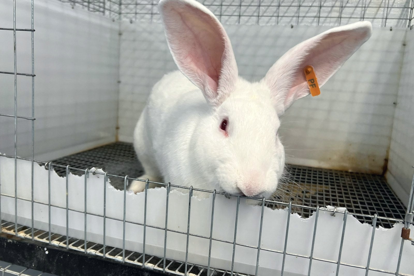 New Zealand White rabbit resting in on-site animal housing