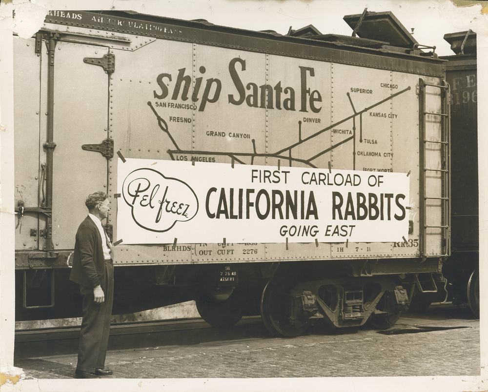 H. F. Pelphrey beside the first carload of frozen California rabbits going east, 1948