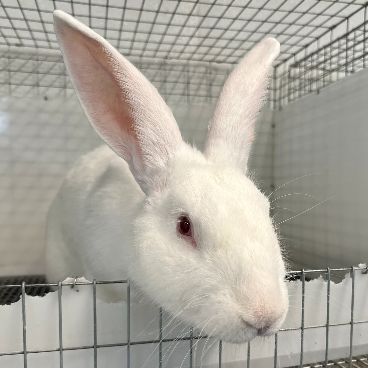 New Zealand White (NZW) Rabbits
