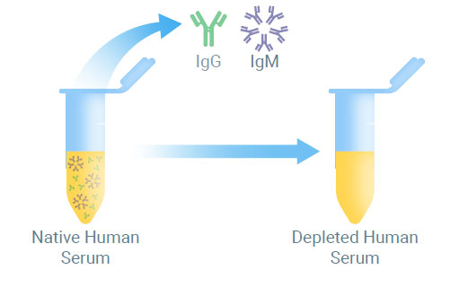 A visual depiction of native human serum undergoing the removal of IgG and IgM to produce depleted human serum.